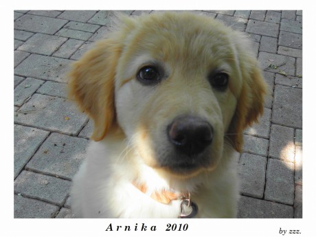 Arnika_kouka_do_obj._zblizka